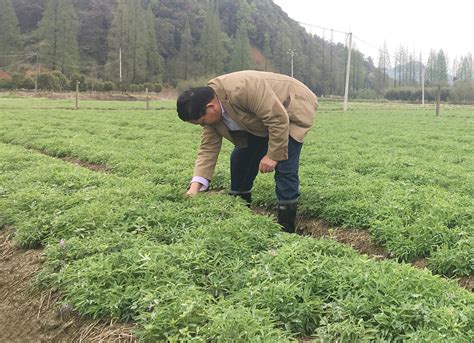 中草药与食用菌栽培技术推广-----戴梨园村丹参栽培技术推广子项目