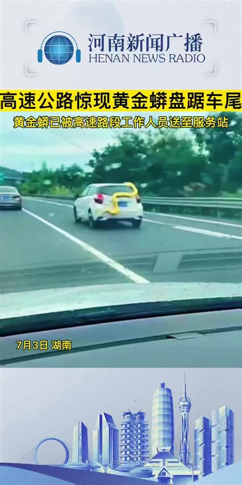 7月3日，湖南，高速公路惊现黄金蟒盘踞车尾_凤凰网视频_凤凰网