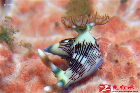 海蛞蝓是什么动物图片 关于海蛞蝓的简介-走红吧