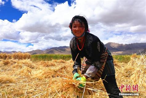 西藏农民喜过“望果节”[组图]：南方网社会新闻频道