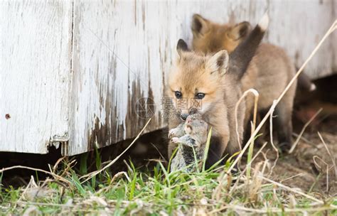 野外的红狐狸高清图片下载-正版图片503889515-摄图网