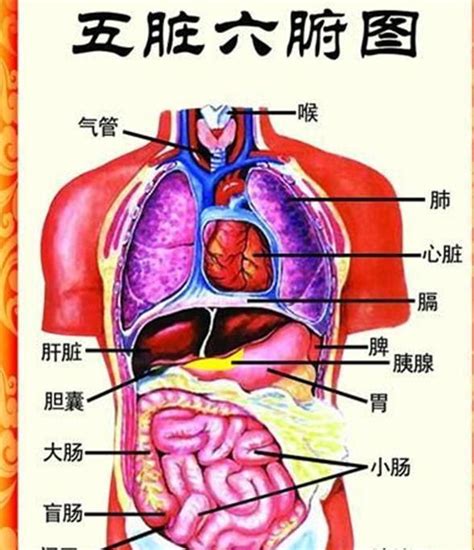 肾俞和命门位置图,肾和命门的位置图,命门肾的准确位置图_大山谷图库