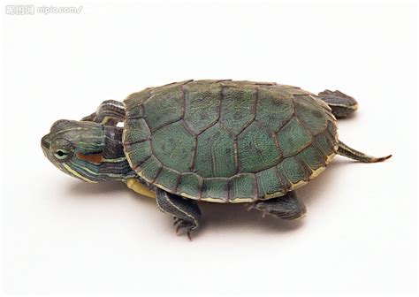 涂漆海龟乌龟两栖动物动物爬虫野生动物水陆疱疹高清图片下载-正版图片320402213-摄图网