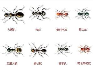 科普：中国常见蚂蚁名字-百度经验