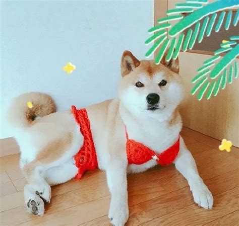 穿丝袜的狗狗图片