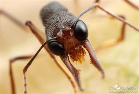 自己抓的蚂蚁怎么养 如何养自己抓的蚂蚁详细教程_知秀网