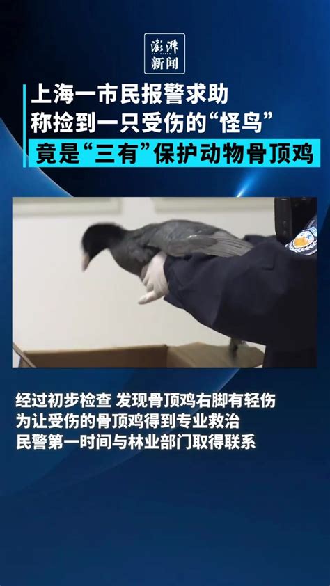 上海一市民捡到受伤“怪鸟”，竟是“三有”保护动物骨顶鸡_凤凰网视频_凤凰网