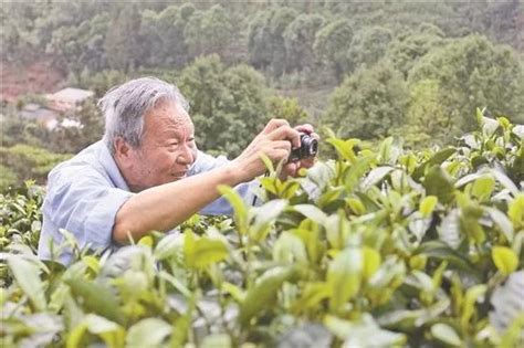 茶人三月采茶制茶忙-武义新闻网