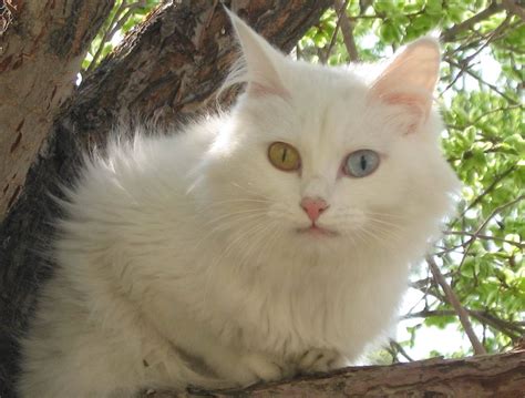 山东临清狮子猫图片