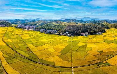 广西梧州：金色稻田景如画-人民图片网