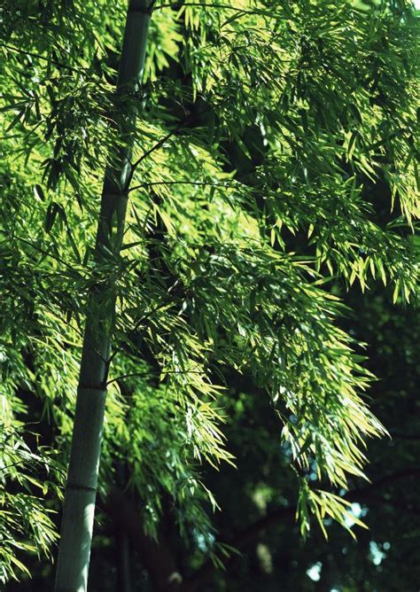 茂林修竹 今天来说说最喜欢的竹子的诗句吧~|诗句|竹子|抱一抱_新浪新闻