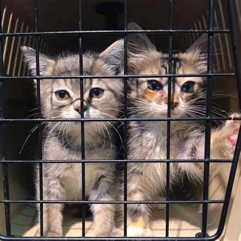 两只流浪小猫同时被救起，居然成了比亲生还亲的好姐妹！_莫莉_利马_救助