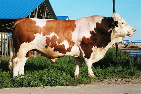 常见的几大肉牛品种介绍 - 惠农网