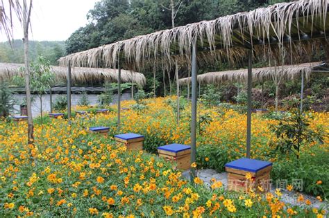 养蜂技巧：蜂场场址的选择有窍门，保持蜜蜂与水源、邻居关系得当|四川省高新技术蜜蜂研究所