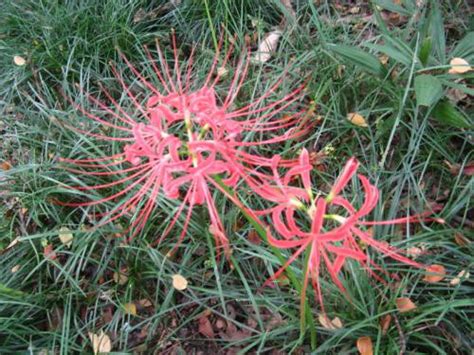 彼岸花有什么颜色 花期有多久-养花技巧-长景园林网