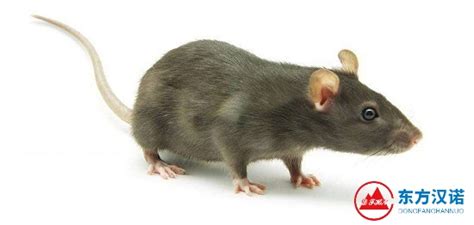 老鼠怎么灭？先从了解老鼠的“个鼠名片”开始！|东方汉诺灭鼠公司