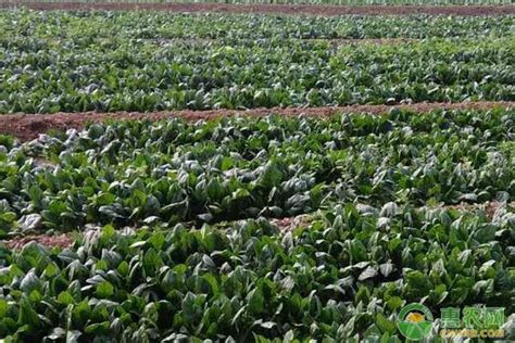 菠菜的种植方法 - 惠农网