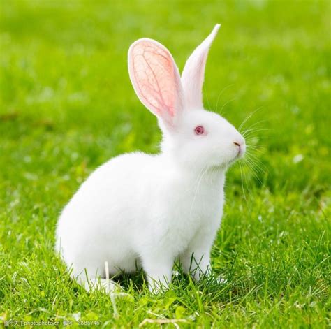 兔子幼崽高清图片下载-正版图片307694741-摄图网