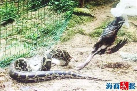 贪食蛇偷吃战斗鸡 一紧张到嘴的鸡“跑”了 - 社会 - 东南网厦门频道