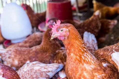 蛋鸡饲养过程中，养殖设备维护的重要性 - 知乎
