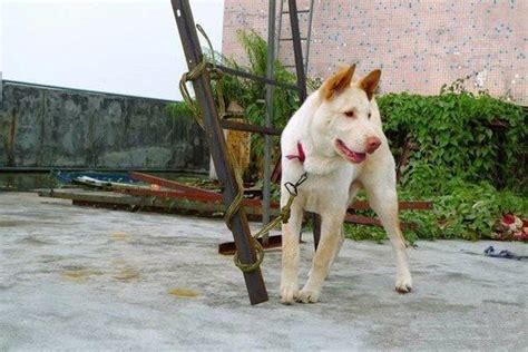 中华名犬，广东五红狗和广西笔尾灰犬，已濒临灭绝，急待拯救_特征