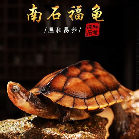 煤炭龟图片