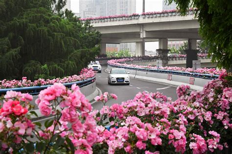 2750000棵 月季开满杭州城 花儿虽美请别采-杭州影像-杭州网