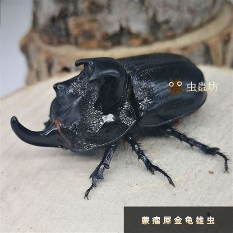 14.独角虫2(铁壳昆)虫属性~变硬原图片