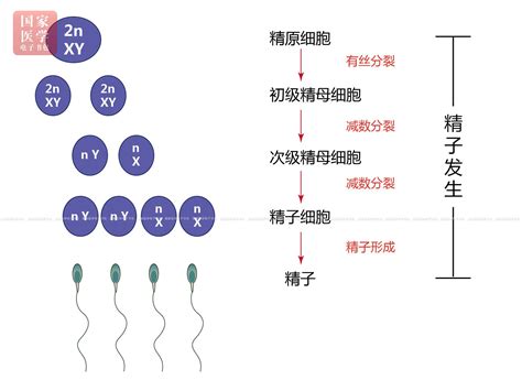 精子头部结构（细胞核/顶体/顶体后环和核后环） - 男科学 - 天山医学院