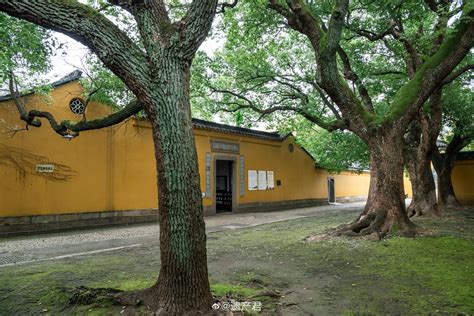 苏州西园寺挺美的，照壁前高大的古树枝干拥抱着寺院建筑……__财经头条