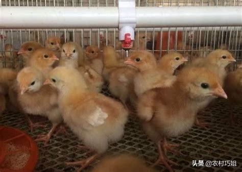 小鸡的饲养方法（小鸡吃哪些食物）_玉环网