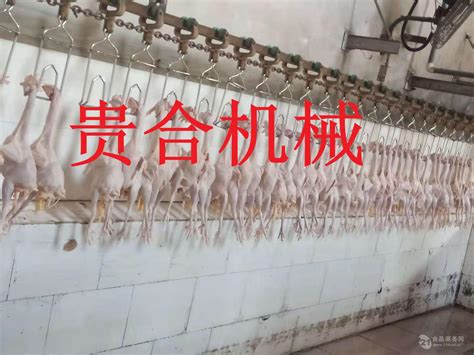 大型肉鸡屠宰流水线——自动化肉鸡分割流水线 山东潍坊 宝尔特-食品商务网