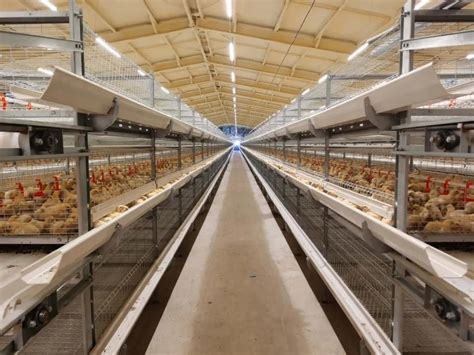 新式养鸡大棚的建造，根据饲养密度调整大棚面积 - 农敢网