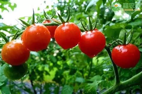 秋茬西红柿要想有产量，需要浇几次水？冲几次肥？可别有遗漏_植株