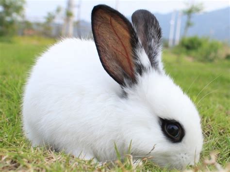 侏儒海棠兔的寿命可以活多久 - 茶杯宠物网