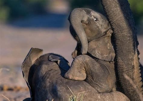 小象对着雕塑撒娇，莫名的让人心疼，它的妈妈呢？_腾讯视频