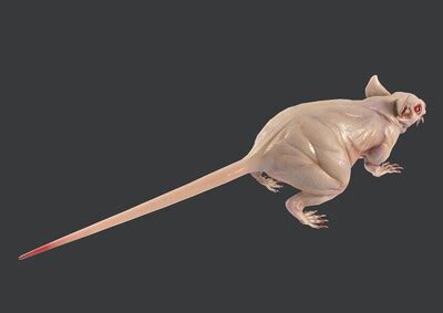 长沙灭老鼠|英国频现巨型老鼠原来是这样的 老鼠变异成巨型老鼠 鼠药当饭吃