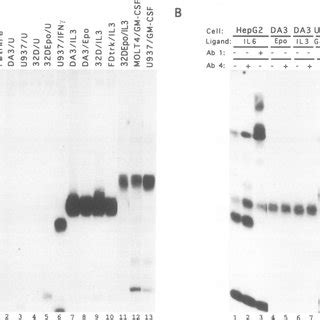 Change in Stat5 isoform activation during GM-CSF–induced maturation of ...