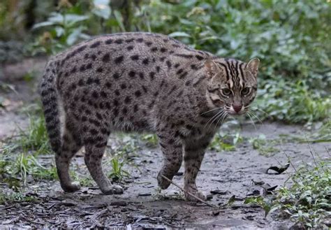 猫科平头哥——渔猫（猫科猫亚科豹猫属动物） - 胖萌舍宠物网