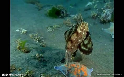 幻塔：海底世界自由行，能够遇到哪些有趣的海洋生物？-小米游戏中心