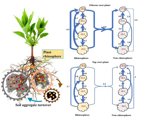 不同根系类型植物根际与非根际土壤团聚体系统中有机碳流动示意图