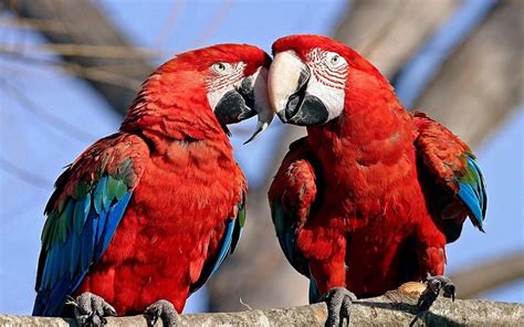 站在树上的亚马逊鹦鹉图片-五颜六色的亚马逊鹦鹉素材-高清图片-摄影照片-寻图免费打包下载