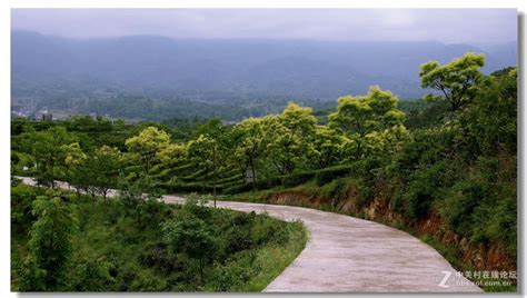 汉中西乡：打造最美茶乡，特色农业引领茶旅融合新篇章