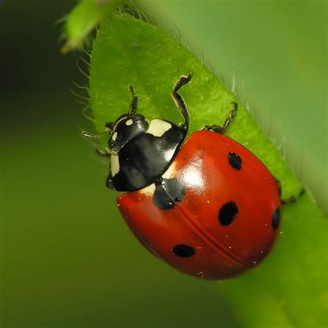 没想到还有瓢虫会吃植物，如何分辨院子里瓢虫的好坏？__凤凰网