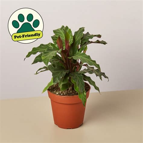 House Plant Shop Live Foliage Plant | Wayfair