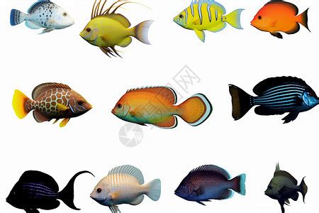 热带鱼（热带水域生活鱼类总称） - 搜狗百科