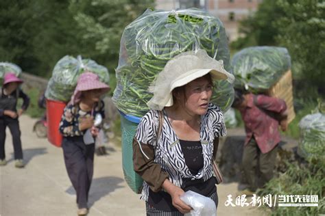 贵州黔西蔬菜大棚助农增收（组图）-国际在线