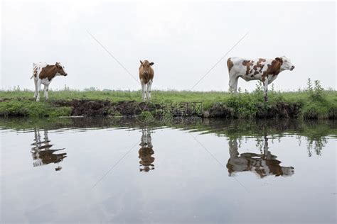 河上的三头牛高清图片下载-正版图片303379580-摄图网