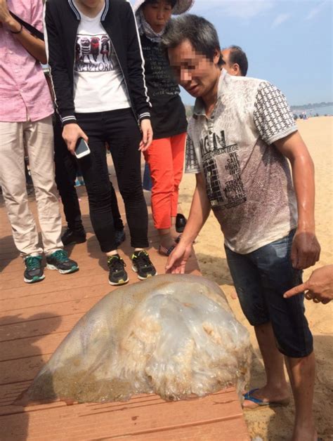 男子在沙滩捡到100斤巨型水母 围观群众却说有毒_大闽网_腾讯网