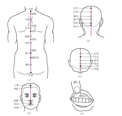 寸、关、尺三部脉的解剖位置(图6-2)-脉图解析-医学